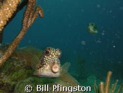 Trunk fish  by Bill Pfingston 